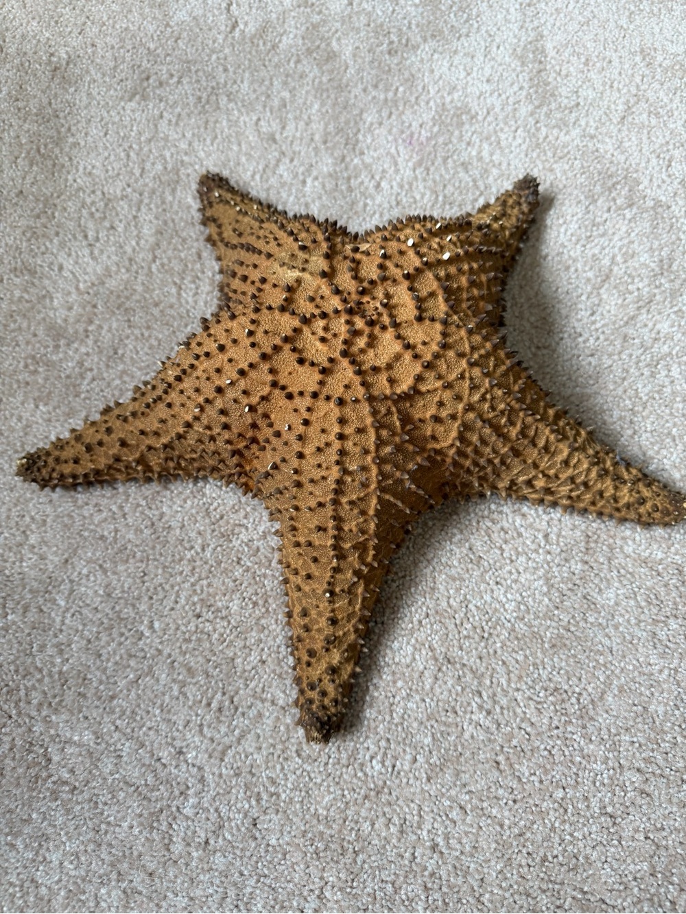 Starfish Décor - Coastal Home Accent Natural Large Starfish